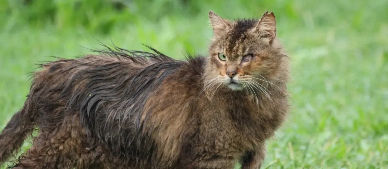 Домашняя кошка