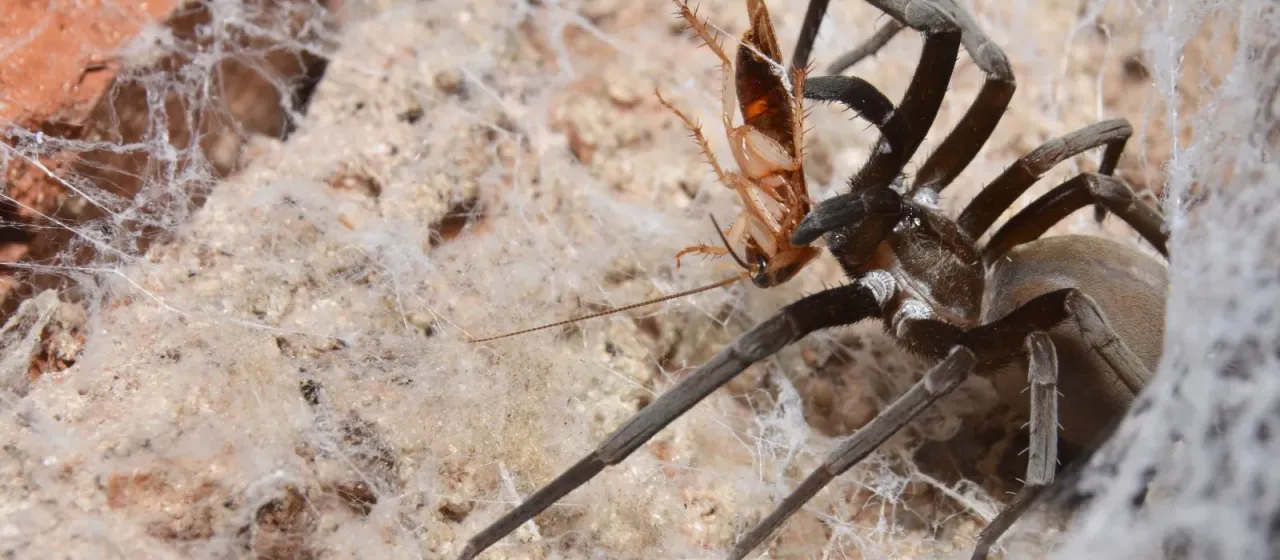 Southern house spider