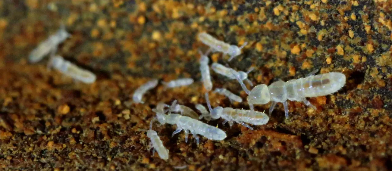 Folsomia candida