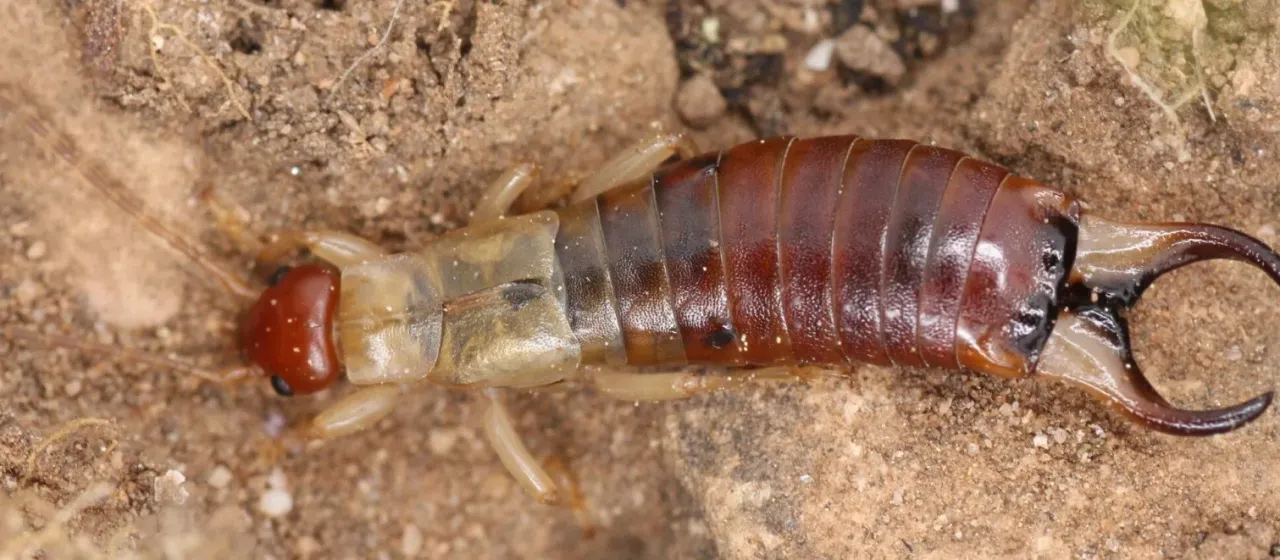 Southern earwig