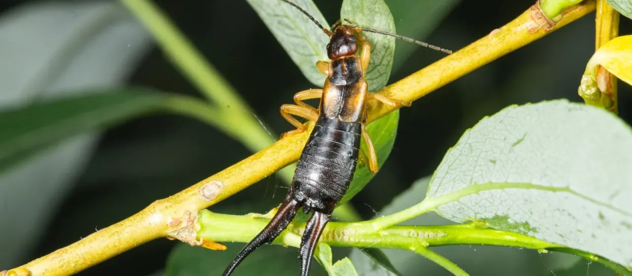 Tomis earwig