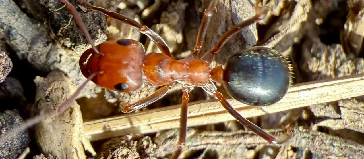 Formica exsectoides