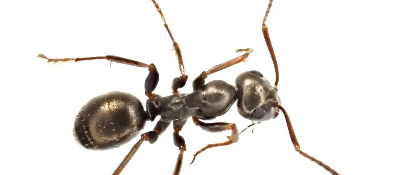 Formica fusca