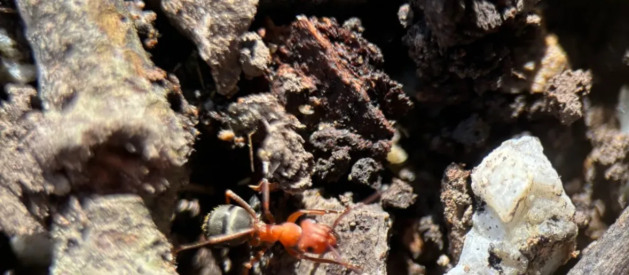 Formica integroides