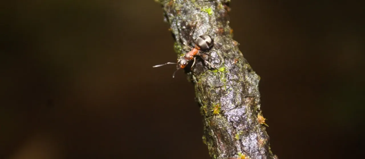 Formica lugubris