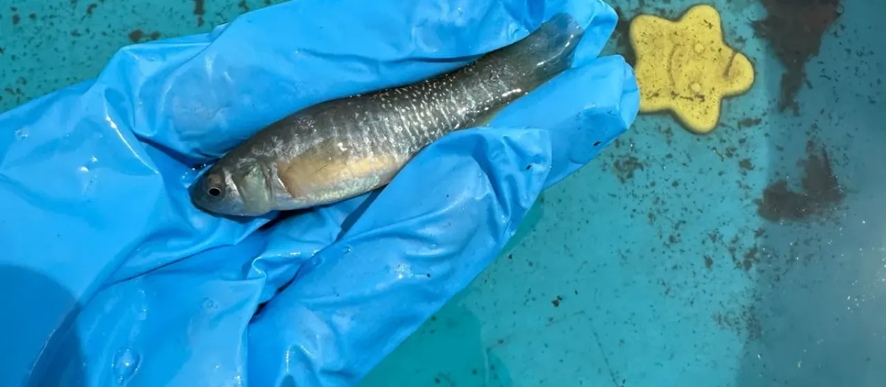 Mummichog