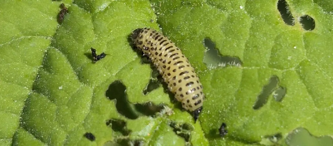 Viburnum leaf beetle