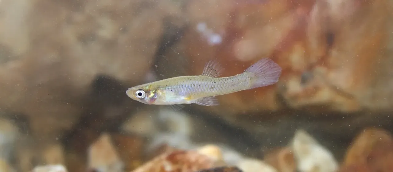 Mosquitofish
