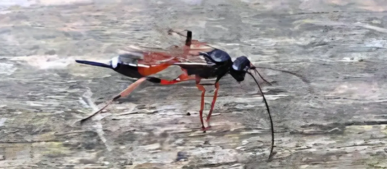 Gambrus ornatus