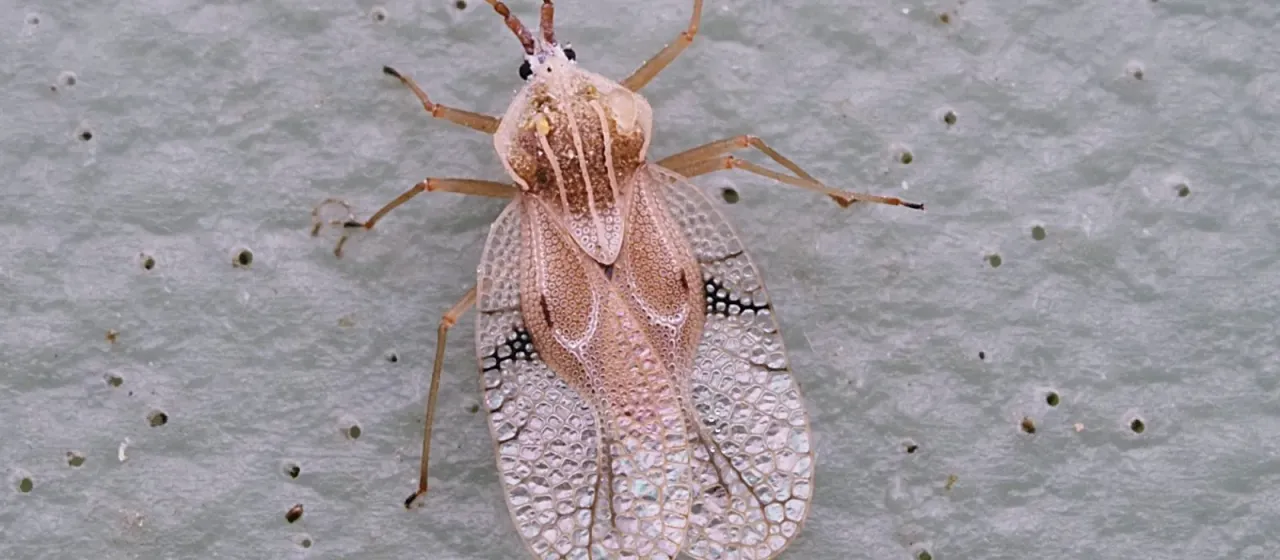 Gargaphia