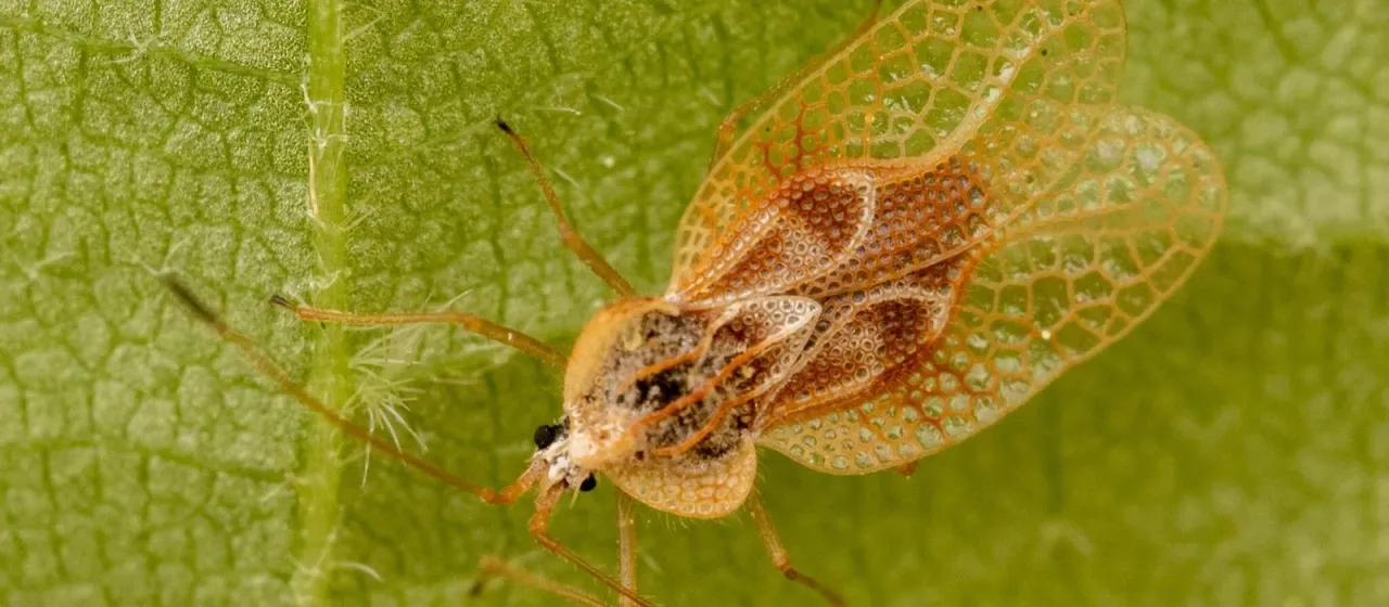 Gargaphia tiliae