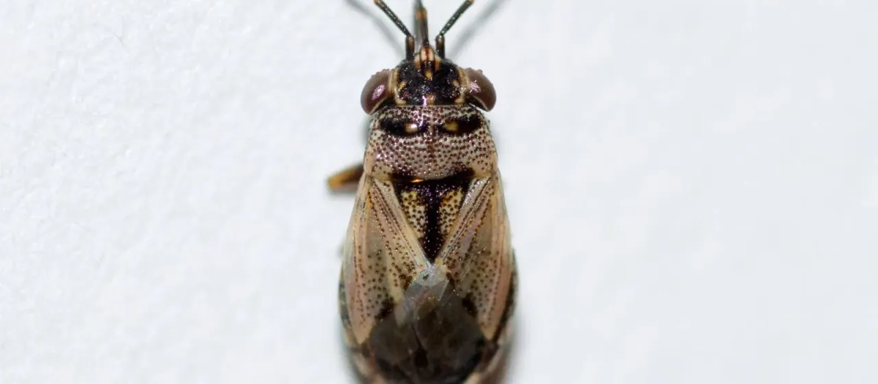 Geocoris bullatus