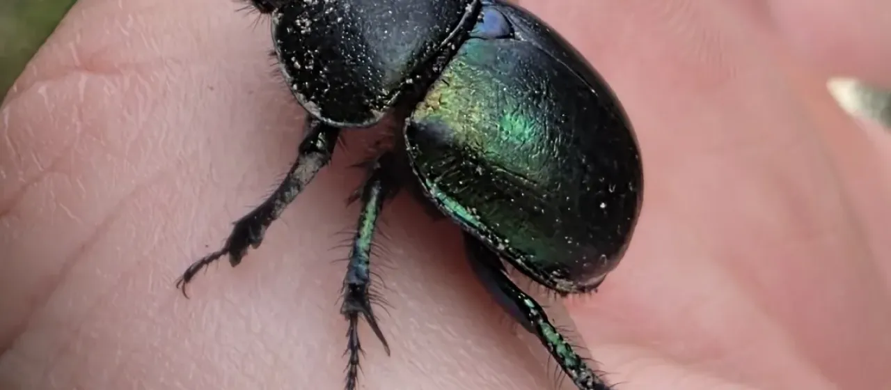 Spring dungen beetle