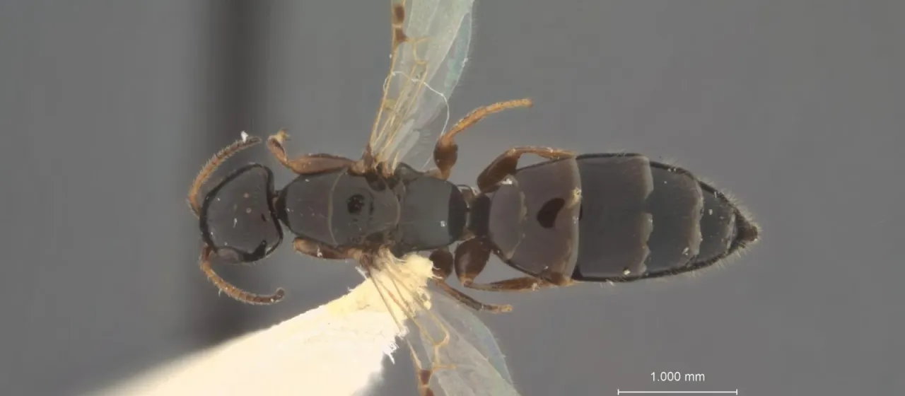 Goniozus indicus
