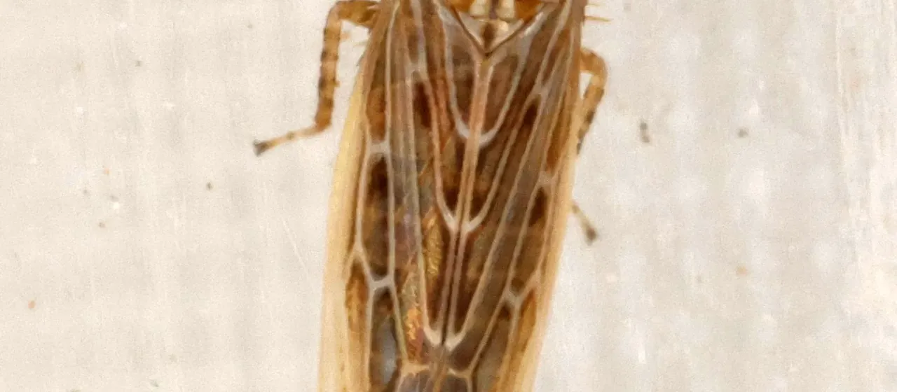 Цикадка Amplicephalus sonorus