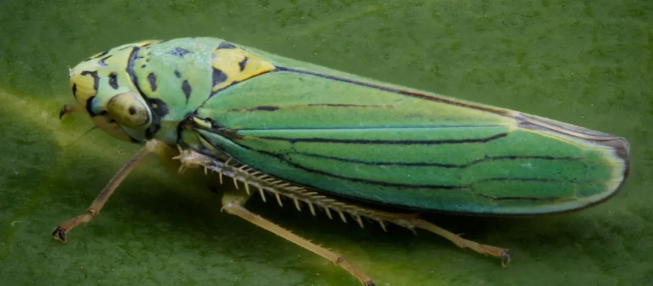 Graphocephala