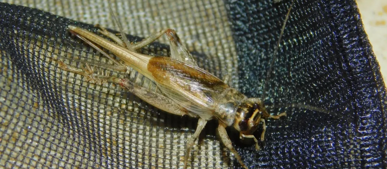 Modicogryllus burdigalensis