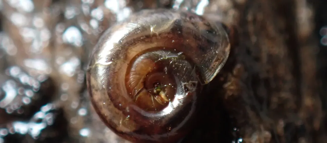 Катушка (род Gyraulus)