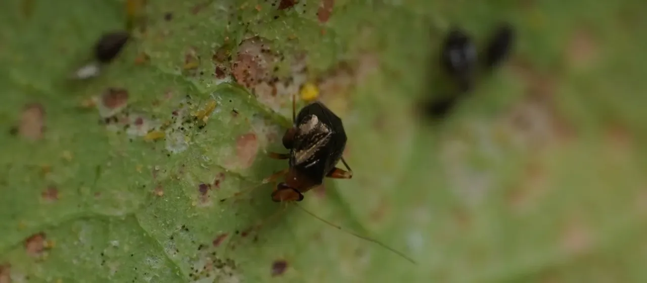 Клоп-слепняк Halticus luteicollis