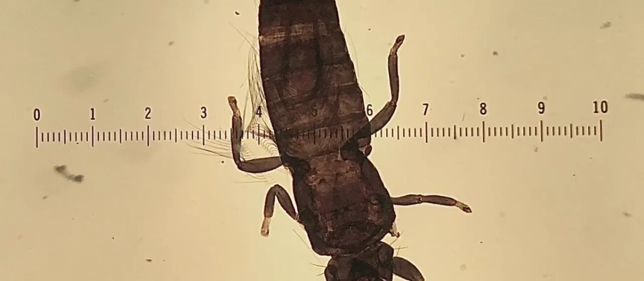 Mullein thrips