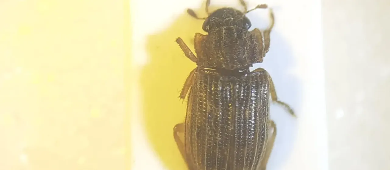 Helophorus nubilus