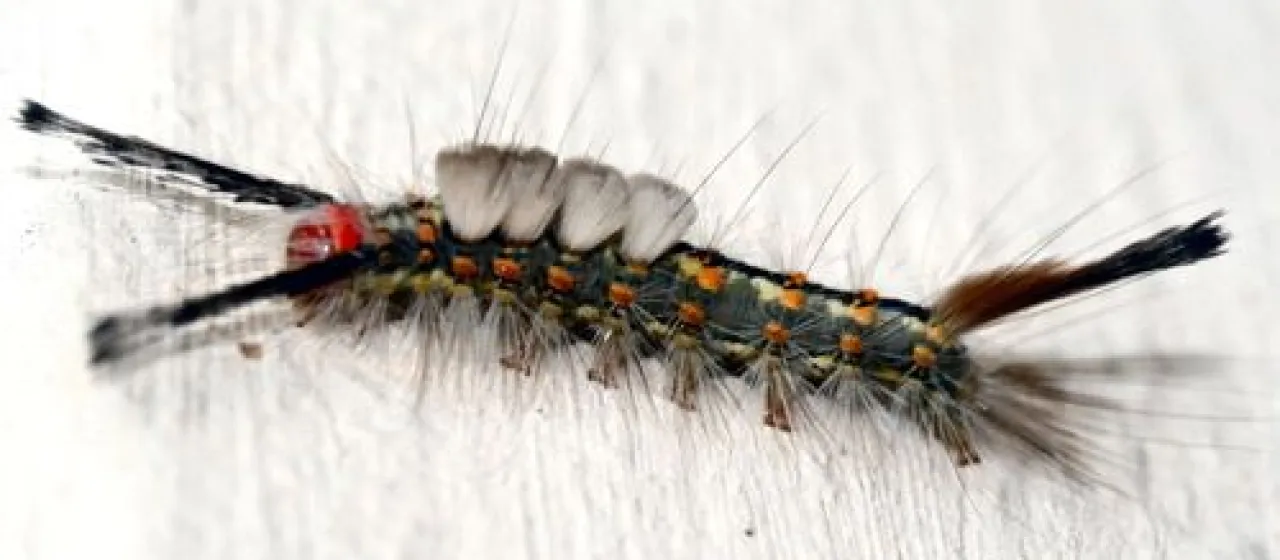 Definite Tussock Moth