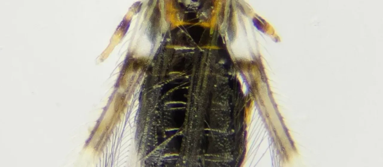 Bean thrips
