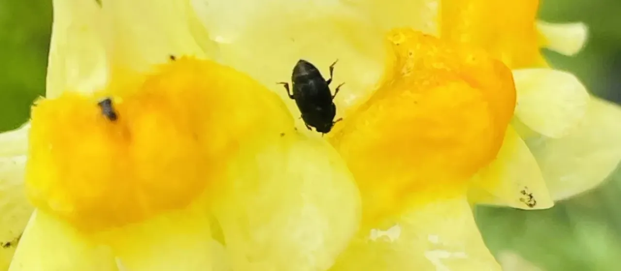Flax pollen beetle