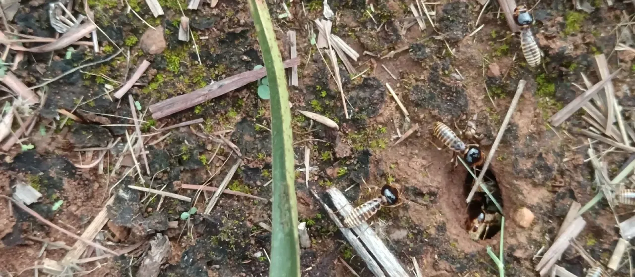Southern harvester termite