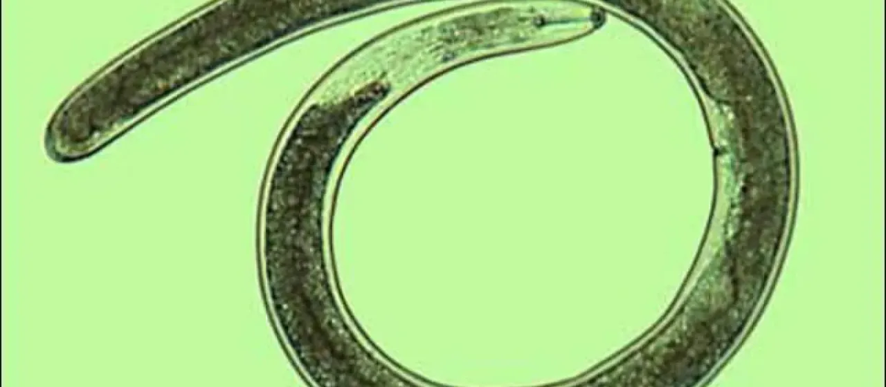 Hoplolaimus tylenchiformis