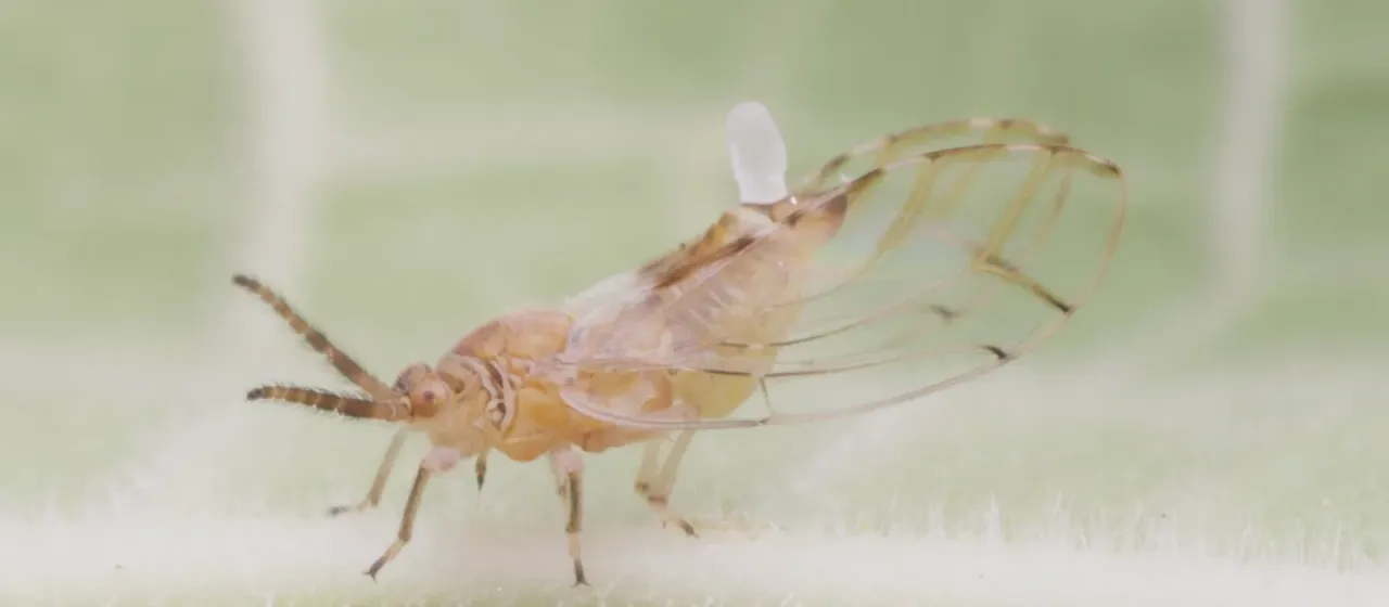 Fig psyllid