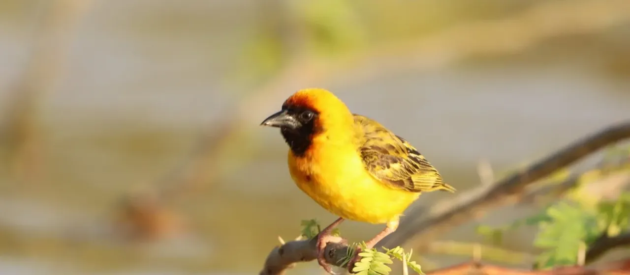 Northern masked weaver