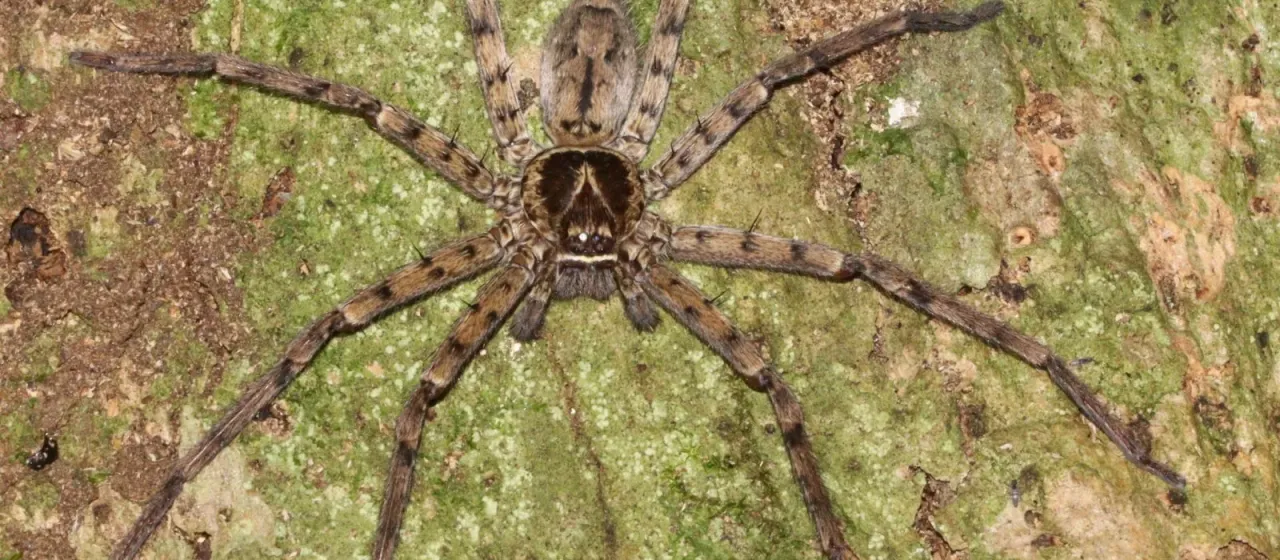 Giant crab spider