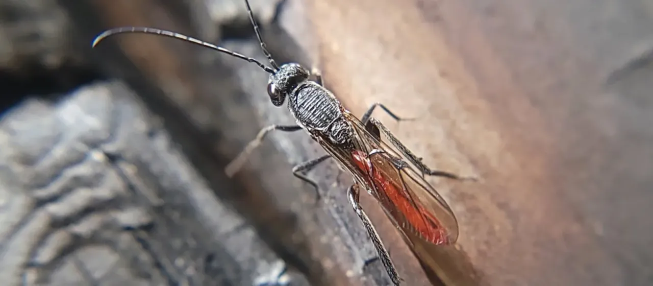 Ibalia leucospoides