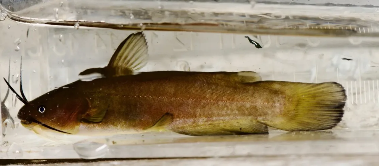 Yellow bullhead