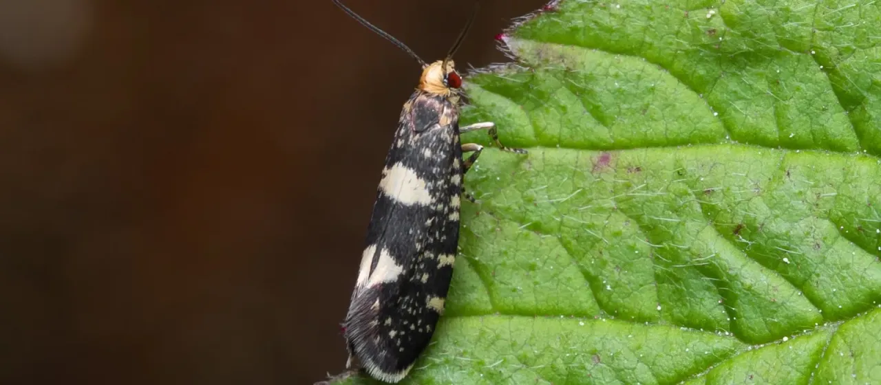 Raspberry bud moth
