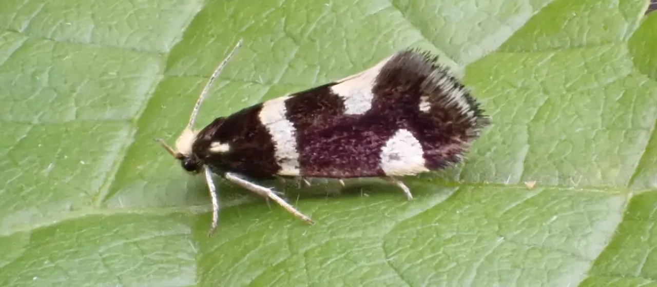 Raspberry moth