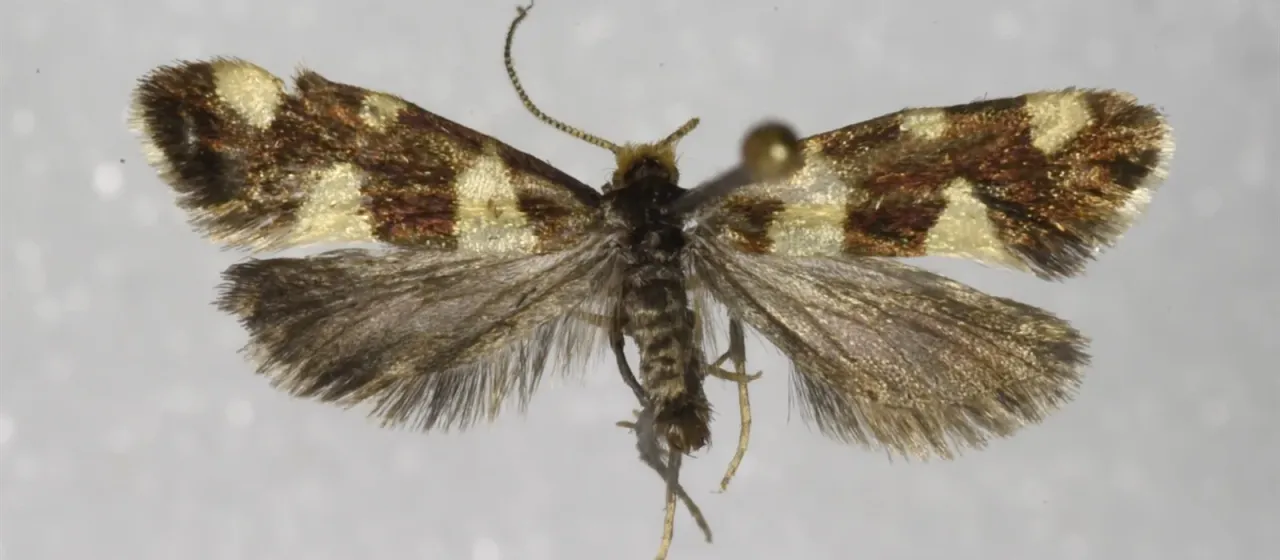 Alloclemensia mesospilella