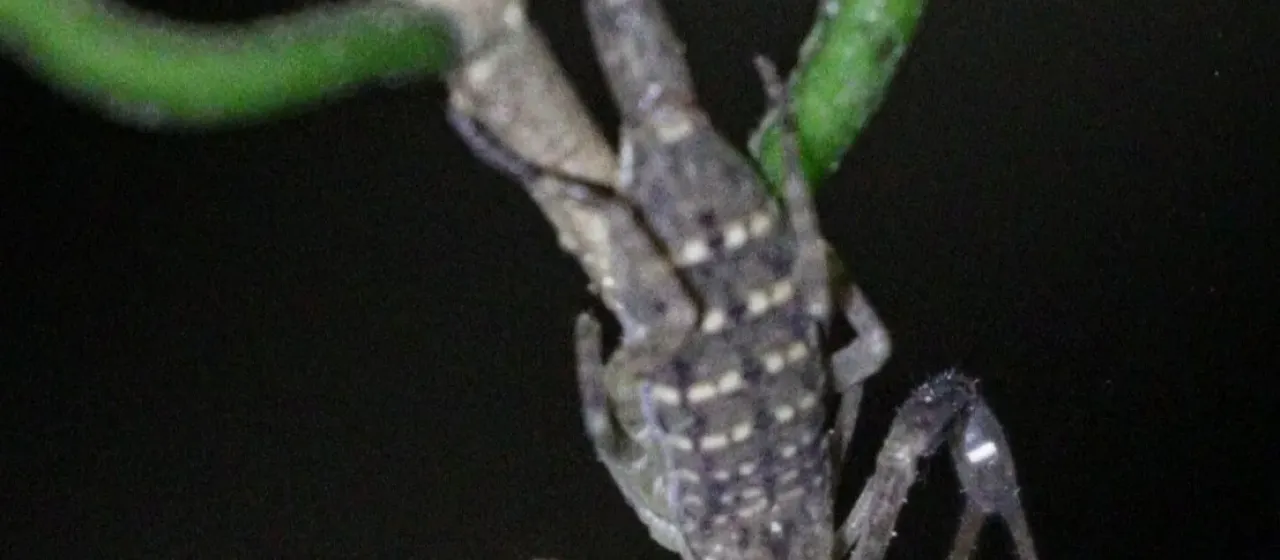 Isometrus