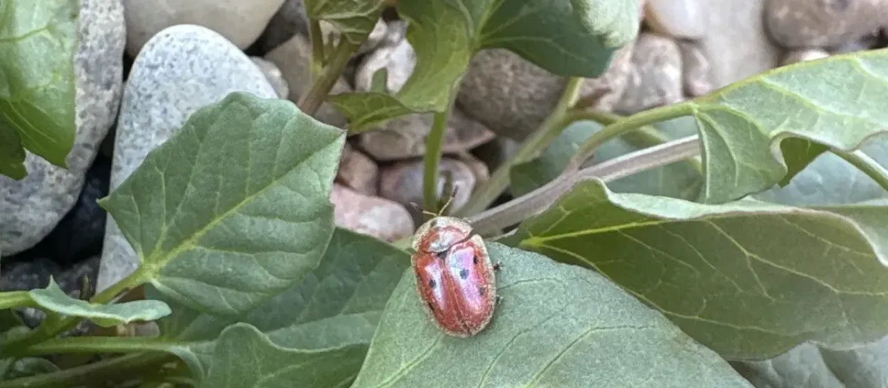 Jonthonota Tortoise Beetle