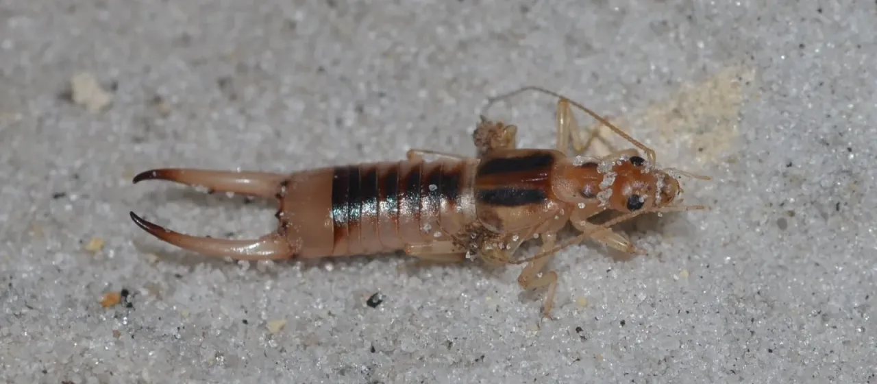 Shore earwig