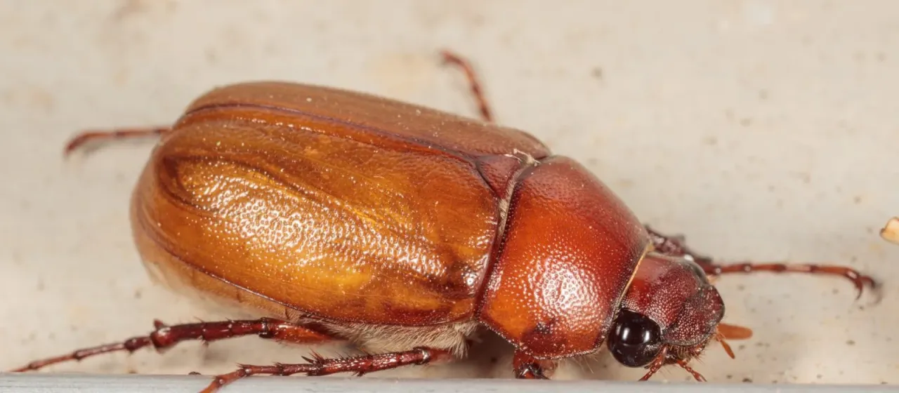 Майский жук вида Phyllophaga torta