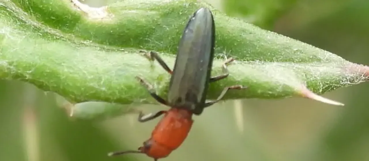 Languria