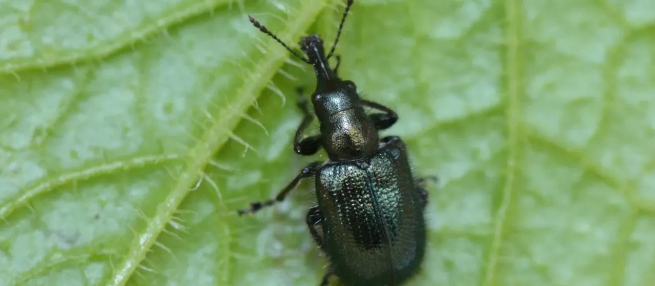Oak leaf roller weevil