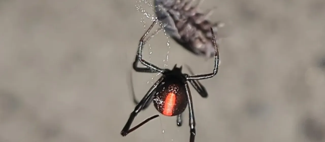 Redback spider