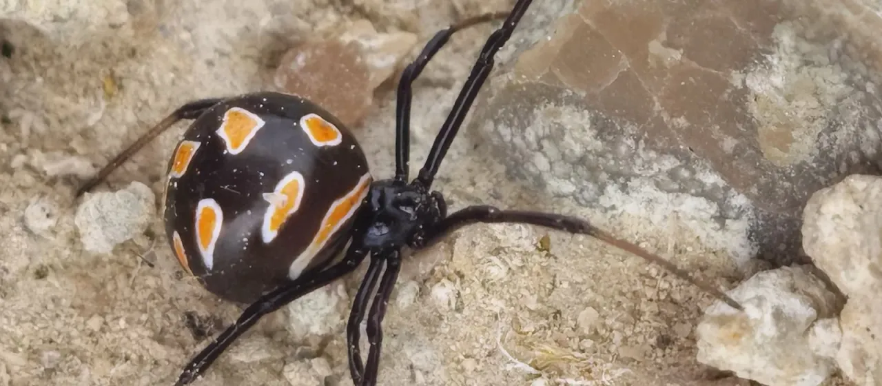 Mediterranean black widow