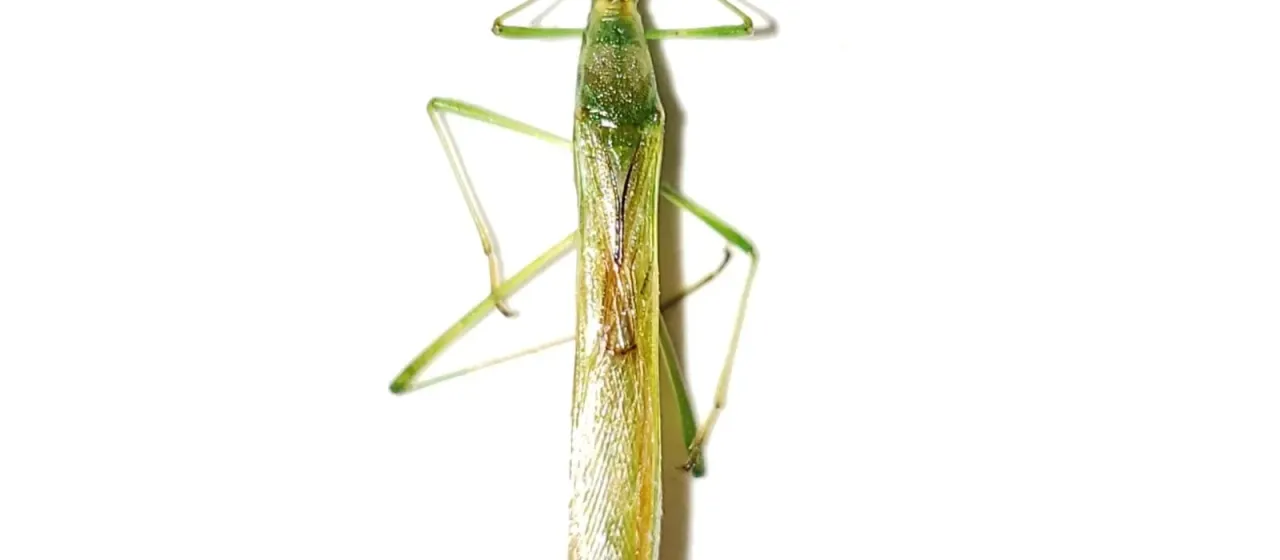 Rice bug