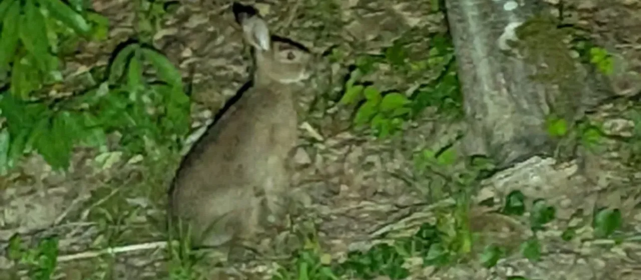 Japanese hare