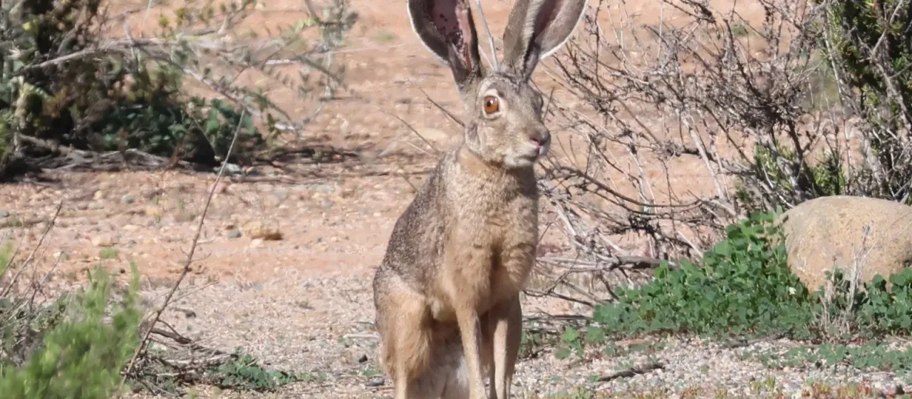 Black-tailed jackrabbit