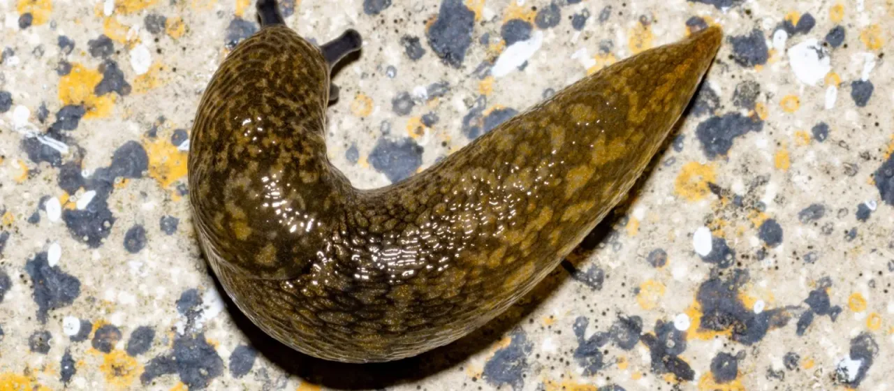 Yellow slug